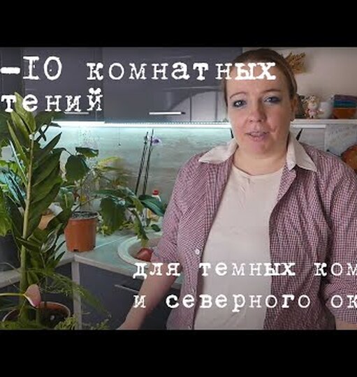 Самые живучие: 17&nbsp;неприхотливых в&nbsp;уходе комнатных растений