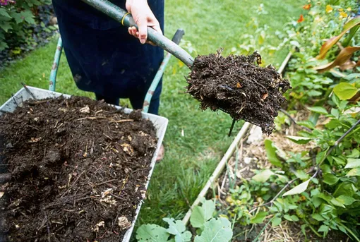 Вносить компост и перегной в землю