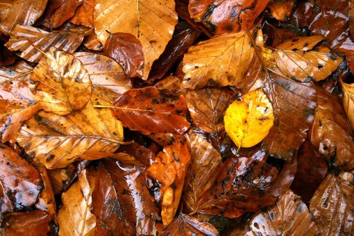 Складывая опавшие листья в компостную яму, не забывайте присыпать её, после наполнения, грунтом.