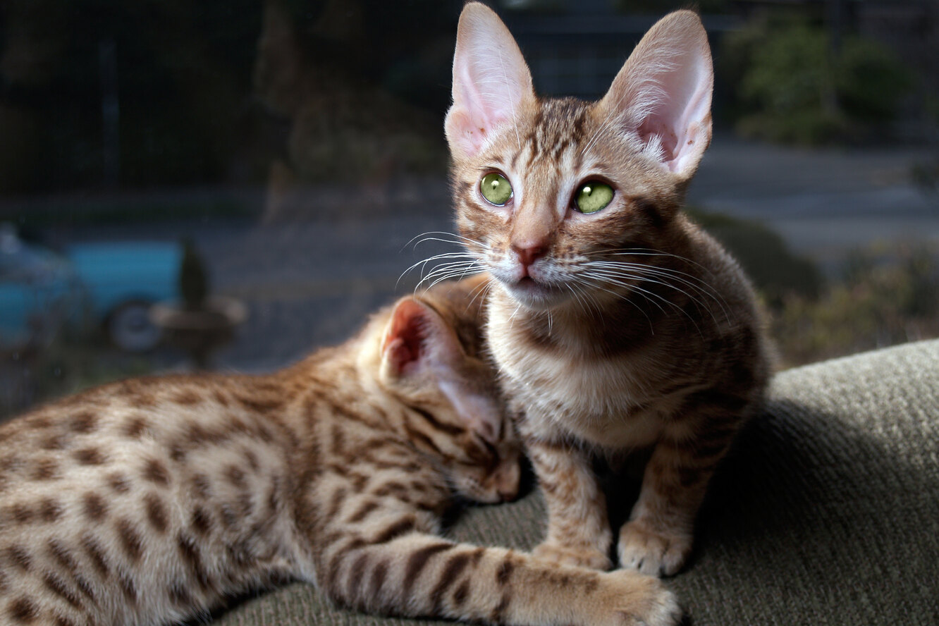 Кошка оцикет