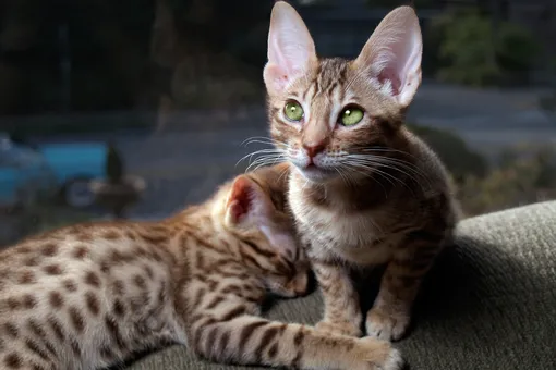 До чего любовь доводит: как появились на свет кошки — леопарды