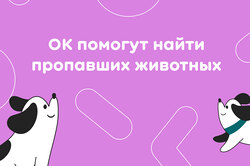 Одноклассники помогут пользователям в поиске потерянного питомца в новогодние праздники
