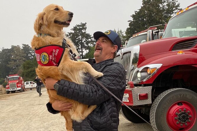 Кому обнимашки? Ретривер помогает пожарным снимать стресс после тяжелой работы