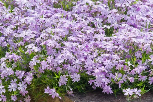 Вечнозелёный шиловидный флокс — цветки почвопокровного многолетника бывают малиновыми, лиловыми или белыми