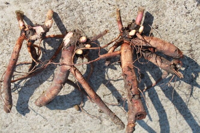 Пионы можно разводить черенкованием и делением корней