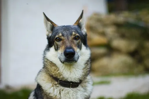 чехословацкая волчья собака