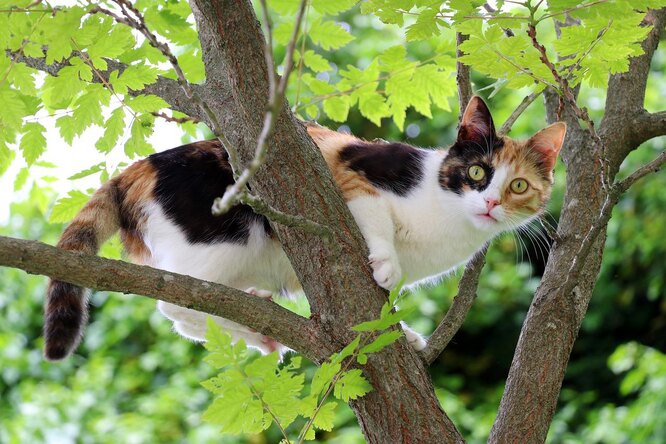 Трехцветные кошки: правда ли, что они приносят счастье и удачу, приметы