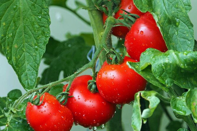 Полив томатов через пластиковые бутылки: сэкономьте финансы, время и нервы