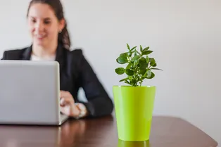 Какой цветок можно поставить на рабочем столе и почему: 11 неприхотливых растений для офиса