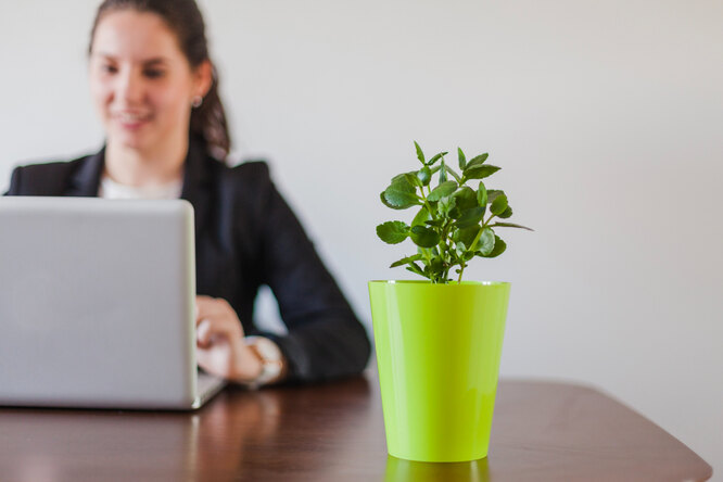 Неприхотливые растения для офиса: какой цветок нужно ставить на рабочем столе и почему