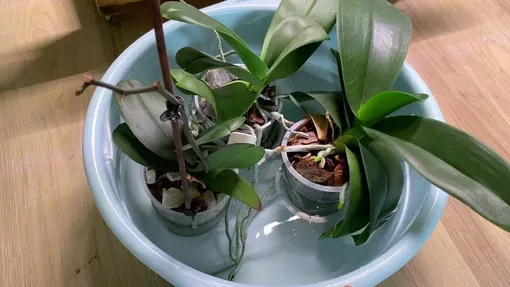 Основные правила полива орхидеи фаленопсис