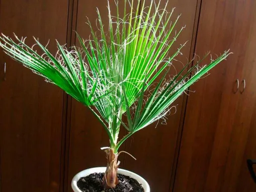 какие пальмы можно вырастить в квартире в домашних условиях