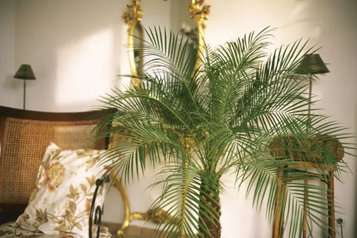 Комнатные пальмы — финиковая пальма