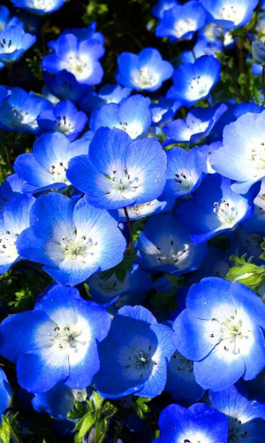 Nemophila Menzissa