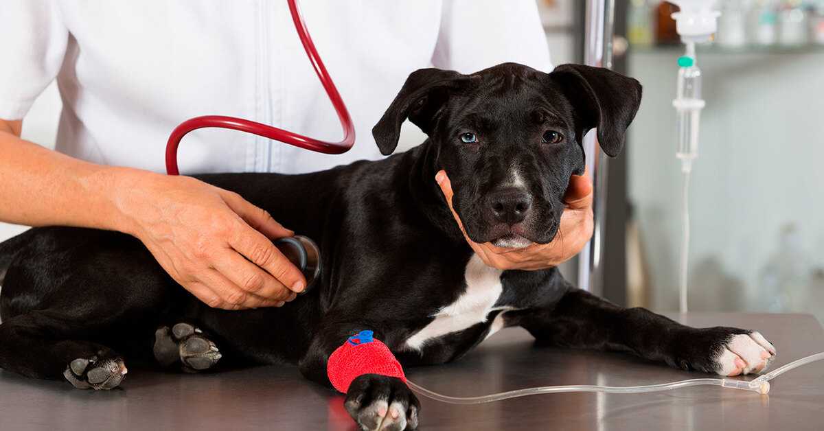 Ветеринар эндокринолог. Какие бывают собаки медицинские картинка.