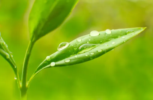 Наука о дождевых каплях на растениях