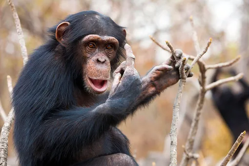 Сотрудница зоопарка позвонила по видео шимпанзе, чтобы показать своего малыша