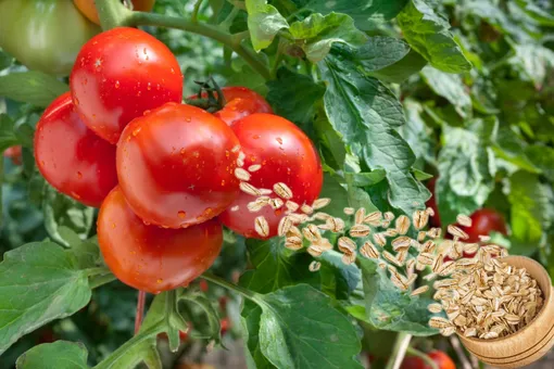 Как приготовить мощное удобрение для томатов из простой овсянки