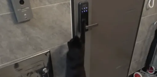 кошка открывает дверь