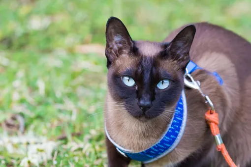 Кошки с голубыми глазами: тонкинская кошка