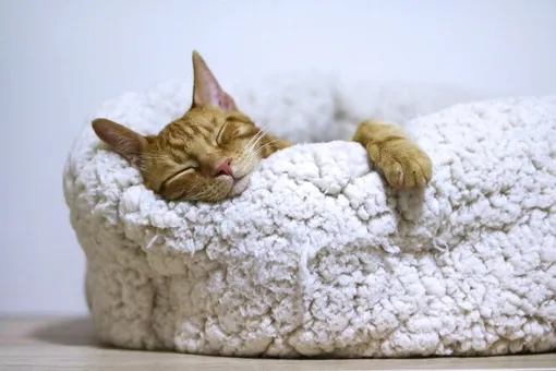 Почему кот спит на человеке? Этому есть несколько причин.