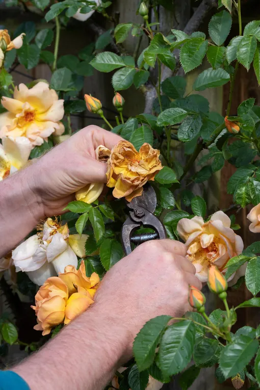 При регулярной обрезке увядших цветов некоторые растения будут цвести всё лето: розы, циннии, герани, календулы и другие