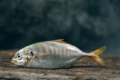 Сон про рыбу — к беременности или свадьбе