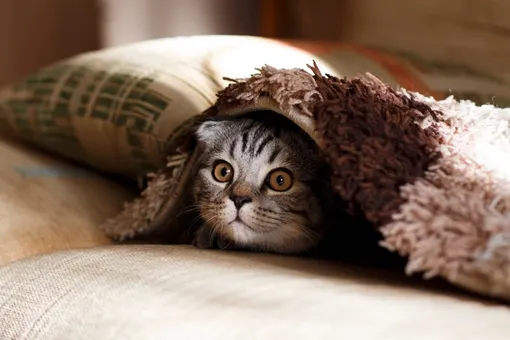 Многие кошки при виде пуходёрки тут же прячутся