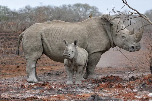 Самка носорога спасла своего детёныша, застрявшего в болоте