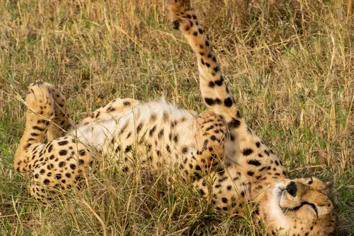 Одинокому гепарду завели щенка, и они стали послами исчезающих видов