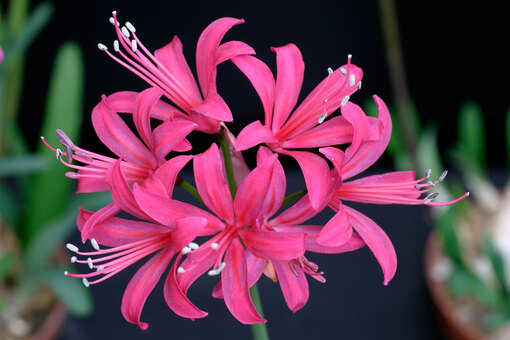 Нерине - секреты успешного ухода и размножения в домашних условиях и на открытом грунте - полезные советы для садоводов Нерине: описание растения, уход и размножение в домашних условиях и на открытом грунте - полезные советы для садоводов