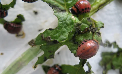 Какой вред приносит колорадский жук помидорам?