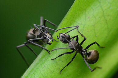 Садовые муравьи: как избавиться от них навсегда