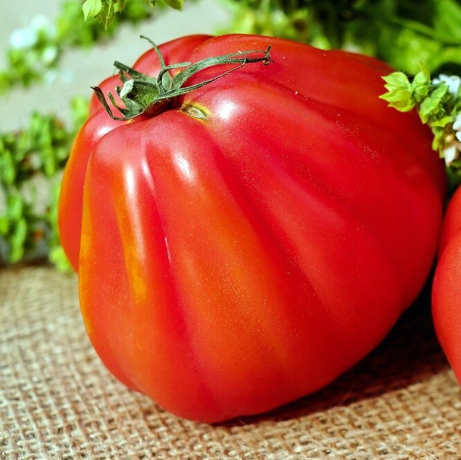 Как и когда собирать урожай томатов