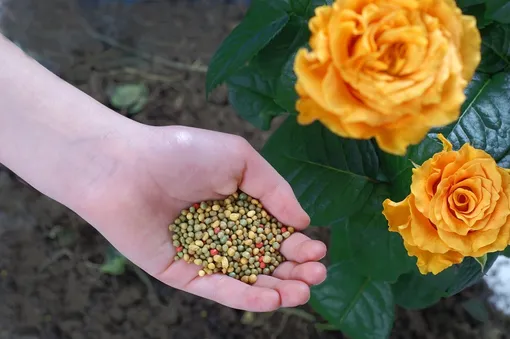 11 мифов о выращивании роз