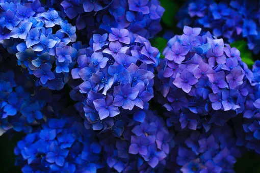 Всё о выращивании голубой гортензии на даче: чудо природы в собственном цветнике