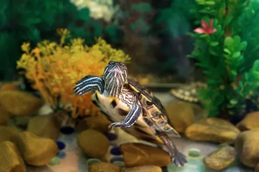 Как обустроить аквариум для красноухой черепахи: простые правила