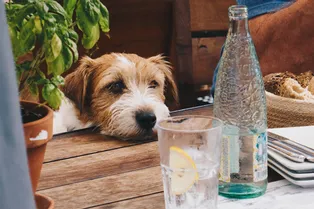 Можно ли кормить собаку со стола и чем её угостить без вреда?