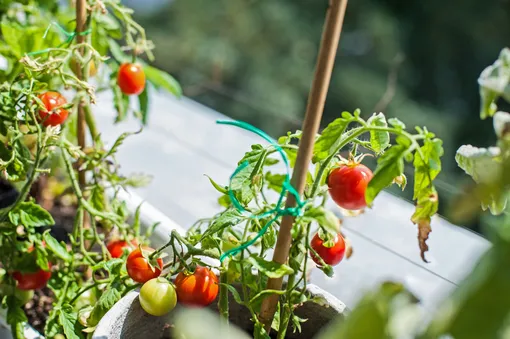 Опылять томаты нужно с утра вручную — просто встряхните кустики.