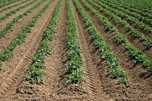 Метод посадки картофеля по методу Картелева — не требует перекопки земли