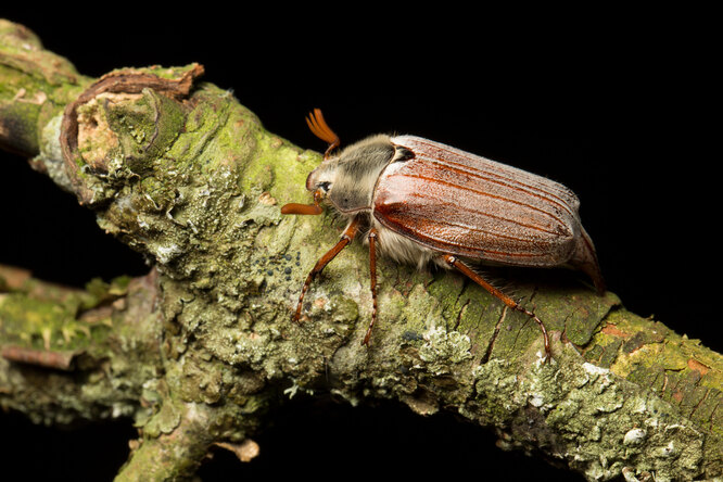 Майский жук наносит вред садовым деревьям