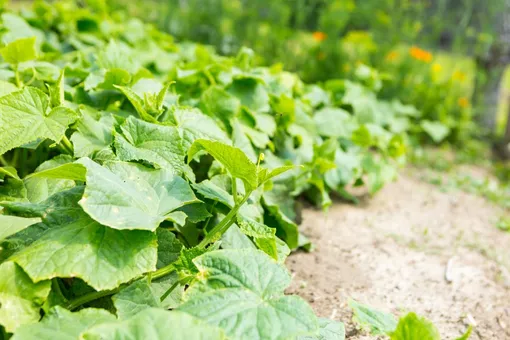Луковая шелуха: защита и подкормка растений в саду и огороде