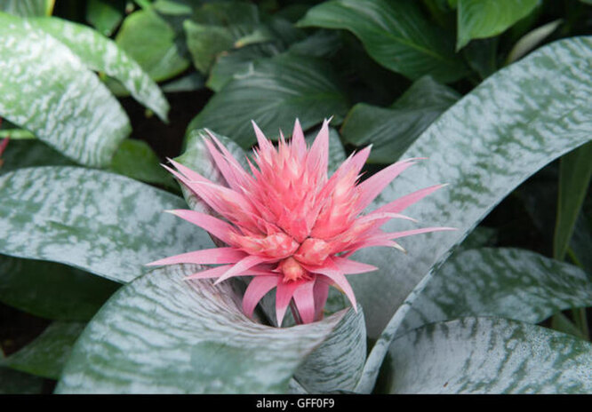 Aechmea fasciata