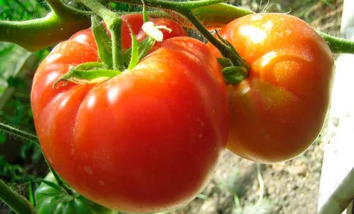Крупноплодный томат Алтайский богатырь