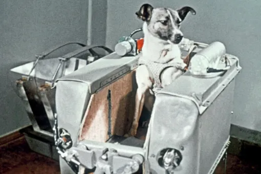 У Хрущева не было собаки. Почему Лайку отправили в космос на верную смерть