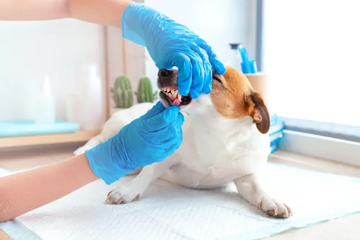 Зачем собаке стоматолог: фото собаки у стоматолога