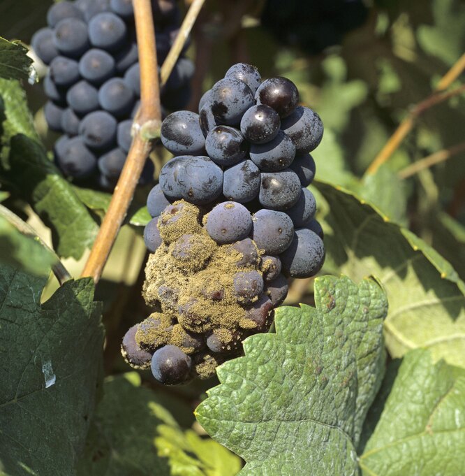 болезни винограда опрыскивание защита винограда от болезней виноград обработка от болезней сроки