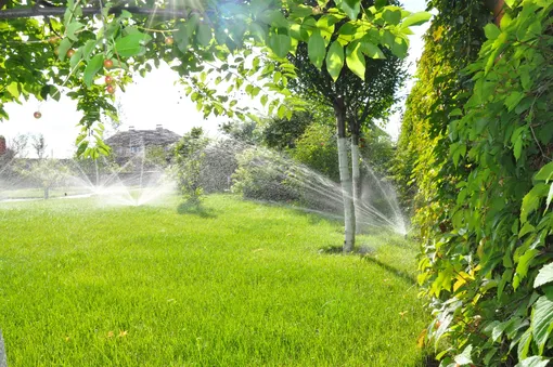 Как часто нужно поливать деревья в саду?