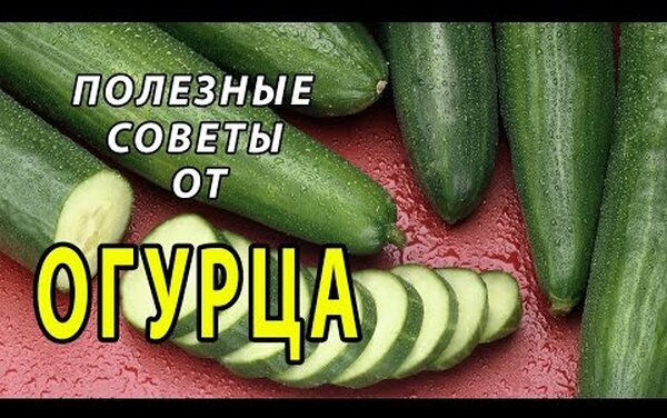 10 советов по выращиванию отличного урожая огурцов: дачникам на заметку