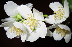 От бессонницы, тревоги и насекомых: какие цветы посадить дома, чтобы украсить и улучшить свою жизнь?